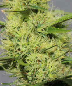Purple Colombia cannabis clone