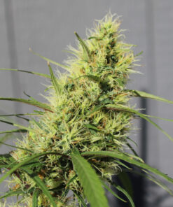 Purple Colombia marijuana strain
