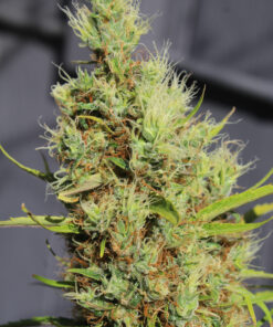 Purple Colombia cannabis