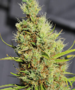 Purple Colombia cannabis plant