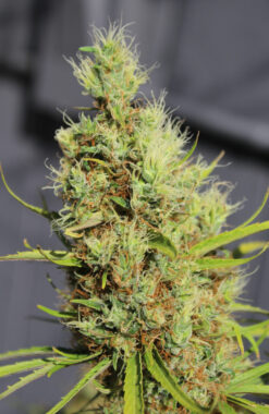 Purple Colombia cannabis plant