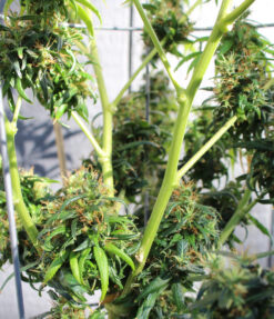 Pelo Rojo cannabis strain