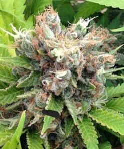 Doomsday Fever Feminized Autoflower