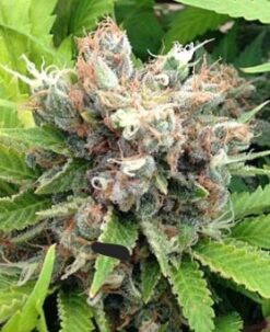 Doomsday Fever Feminized Autoflower