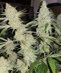 DoomsdaySeedCo Do Si Do x Chem '91 Feminized Autoflower