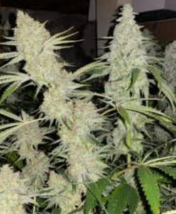 DoomsdaySeedCo Do Si Do x Chem '91 Feminized Autoflower
