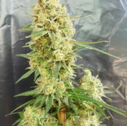 DoomsDay Cure Feminized Autoflower