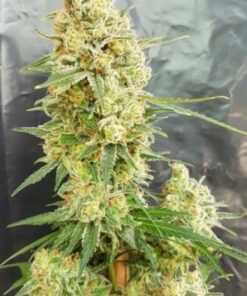 DoomsDay Cure Feminized Autoflower