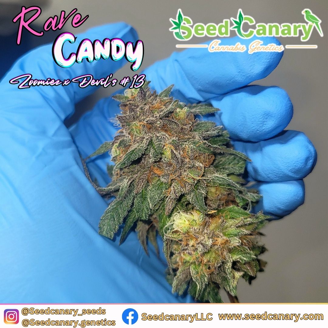 Rave Candy - 12x Regular Seeds - Image 3