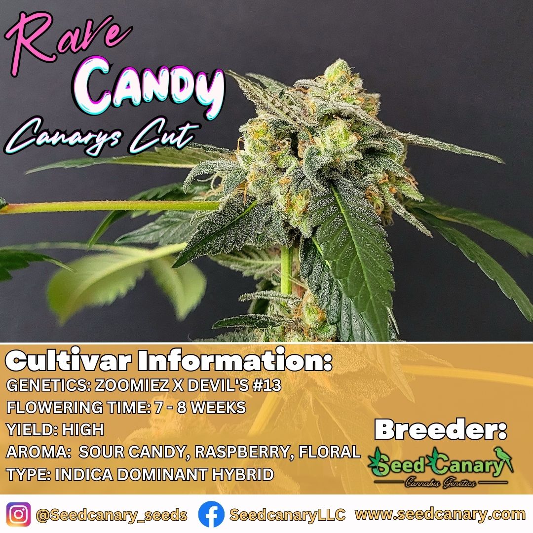 Rave Candy (Canary's Cut) Rooted Clone - 420 SPECIAL!