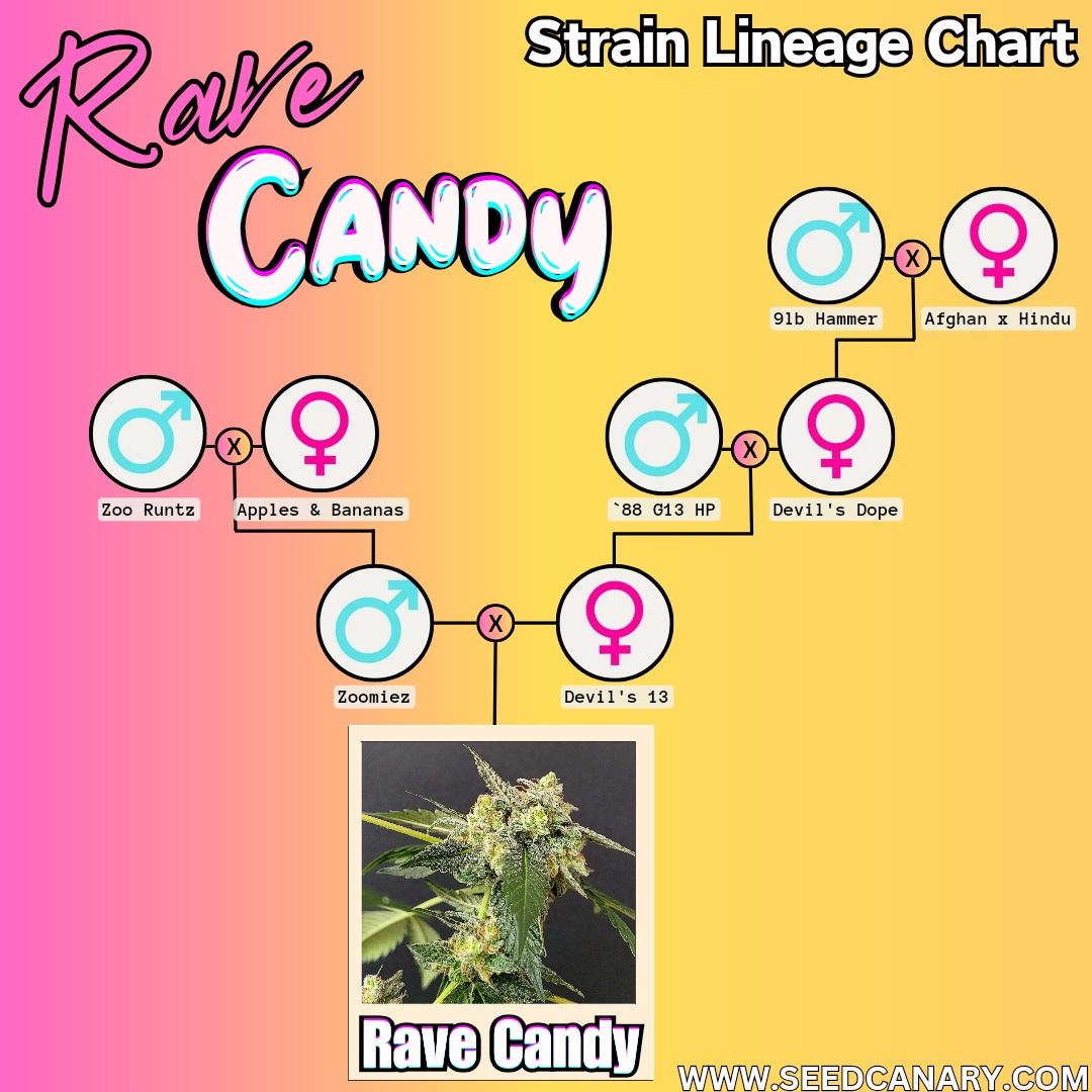 Rave Candy - 12x Regular Seeds - Image 7
