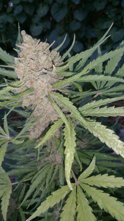 Strawberry Banana Auto x Tropical Sour Photo 7 Regular Seeds F1 - Image 2