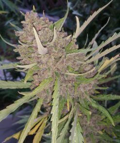 Strawberry Banana Auto x Tropical Sour Photo 7 Regular Seeds F1