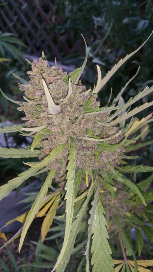Strawberry Banana Auto x Tropical Sour Photo 7 Regular Seeds F1