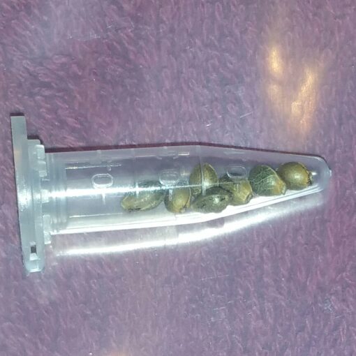 Santa Marta Colombian Gold X Blackberry Zkittlez Regular Photoperiod 7 Seeds - Image 3