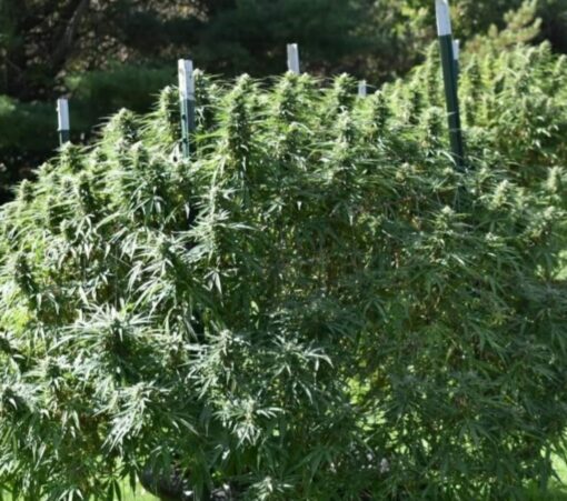 Lemon Cherry Gelato Feminized Photoperiod