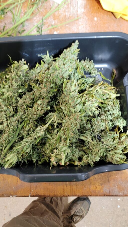Peppermint mango - Image 3