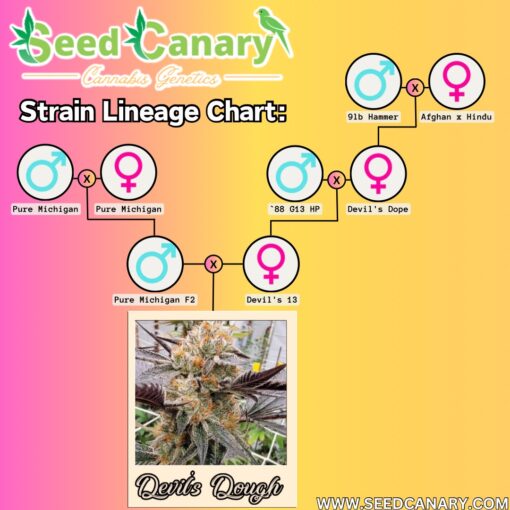 Devil's Dough - 12x Regular Seeds - Image 3