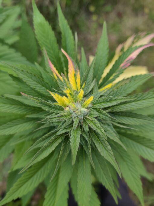 Variegated cannabis clones
