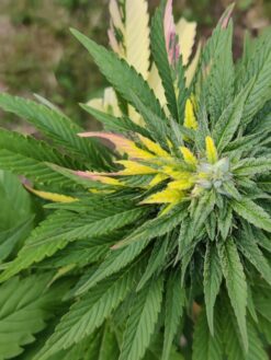 Pink LemonAid variegated mmj strain