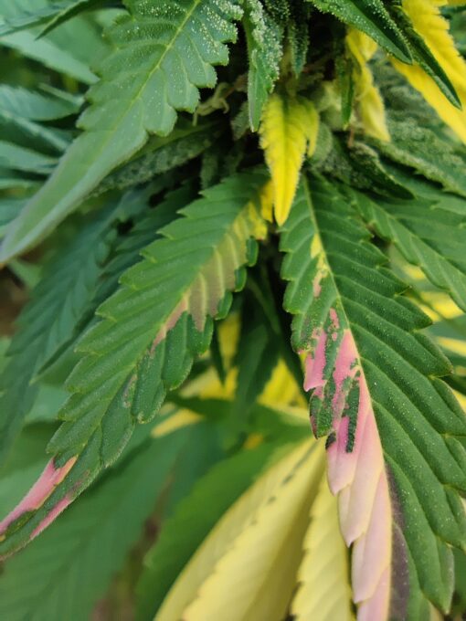 Pink LemonAid #2 unrooted cuttings (3) | Annunaki Genetics