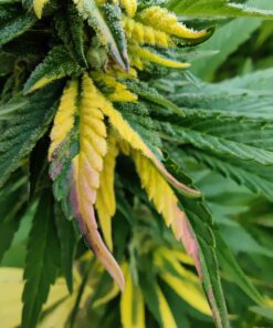 Variegated marijuana plant | Pink LemonAid #2