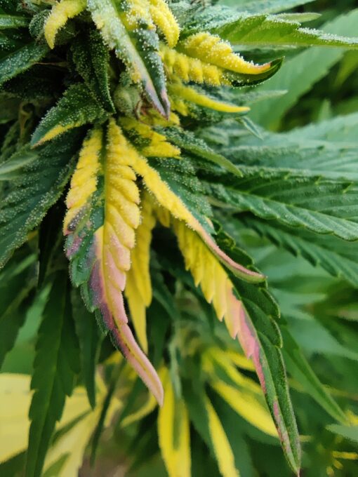 Variegated marijuana plant | Pink LemonAid #2