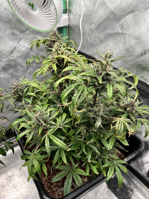 Purple Microverse x Aunt Ginny's Elixir (5+ Auto Fem Seeds) - Image 3