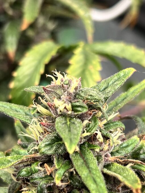 Purple Microverse x Aunt Ginny's Elixir (5+ Auto Fem Seeds)