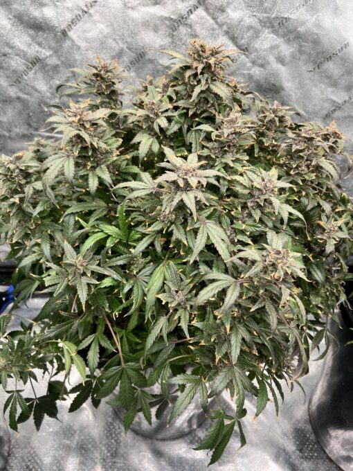 Rouge & Blue x Aunt Ginny's Elixir (5+ Auto Fem Seeds)