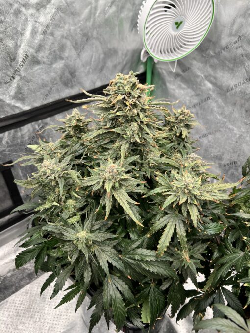 Strawberry Mango Crumble x Aunt Ginny's Elixir (5+ Auto Fem Seeds)