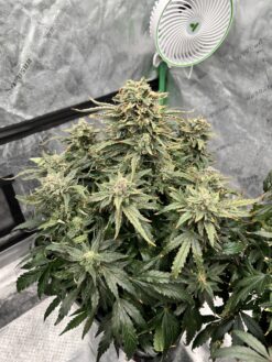 Strawberry Mango Crumble x Aunt Ginny's Elixir (5+ Auto Fem Seeds)