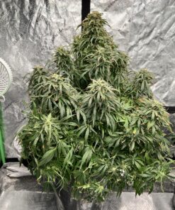 Double Grape x Aunt Ginny's Elixir (5+ Auto Fem Seeds)