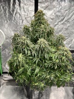 Double Grape x Aunt Ginny's Elixir (5+ Auto Fem Seeds)