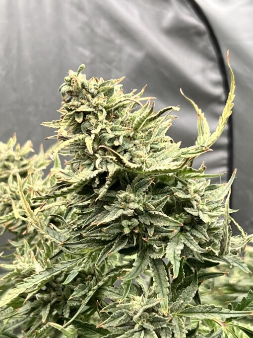 Strawberry Popesicle x Aunt Ginny's Elixir (5+ Auto Fem Seeds) - Image 3
