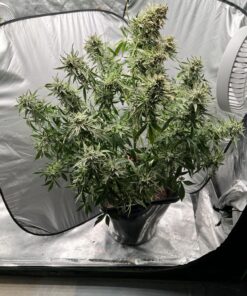 Strawberry Popesicle x Aunt Ginny's Elixir (5+ Auto Fem Seeds)