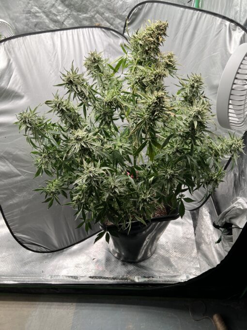 Strawberry Popesicle x Aunt Ginny's Elixir (5+ Auto Fem Seeds)