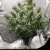 Strawberry Popesicle x Aunt Ginny's Elixir (5+ Auto Fem Seeds)
