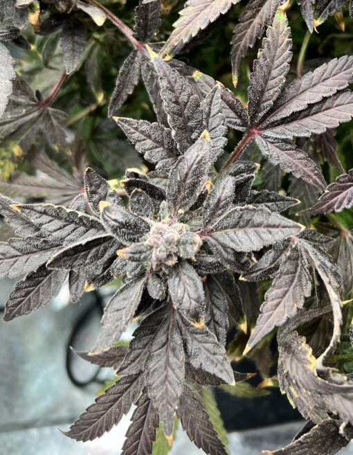 Chem Spangled Banner x Aunt Ginny's Elixir (5+ Auto Fem Seeds)