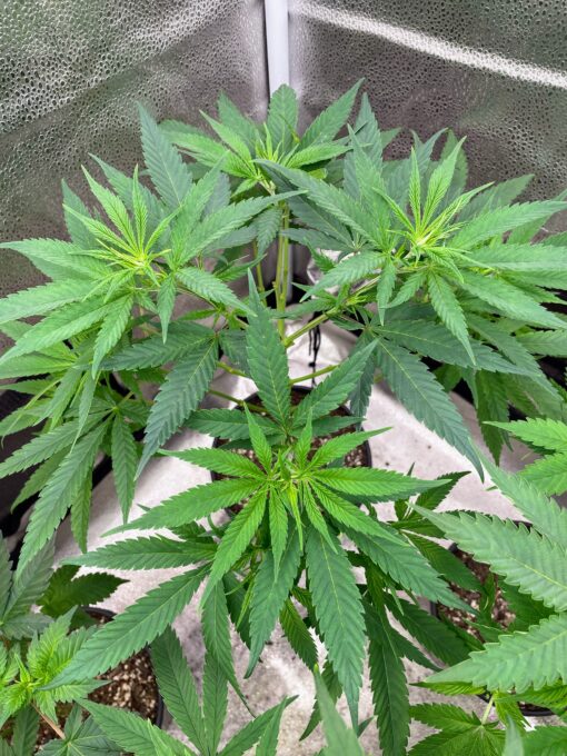 Alaskan Purple Haze - Image 3