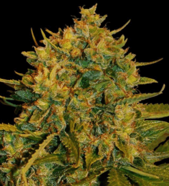 Northern Lights x Big Bud Feminized Autoflower 7 Seeds
