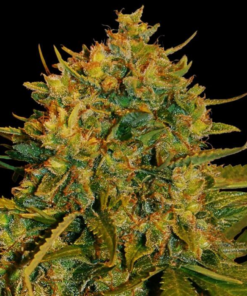 Northern Lights x Big Bud Feminized Autoflower 7 Seeds