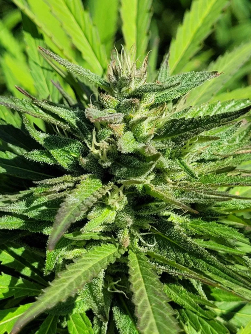 Santa Marta Colombian Gold X Blackberry Zkittlez Regular Photoperiod 7 Seeds - Image 2