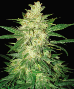 Santa Marta Colombian Gold X Blackberry Zkittlez Regular Photoperiod 7 Seeds