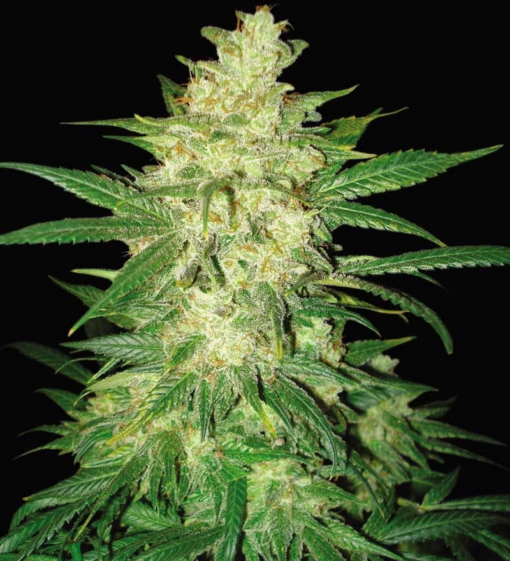 Santa Marta Colombian Gold X Blackberry Zkittlez Regular Photoperiod 7 Seeds