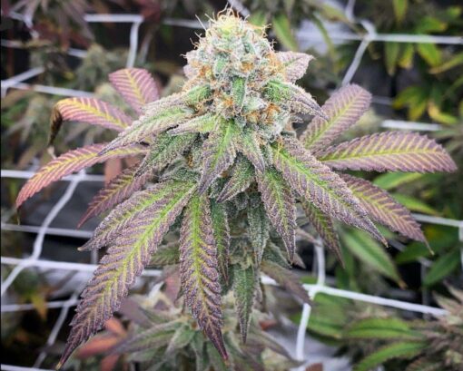Lemon Cherry Gelato Feminized Photoperiod - Image 2