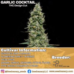 Garlic Cocktail - (THC Design Cut) Rooted Clone