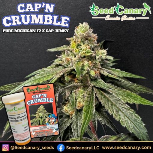 Cap'N Crumble - 12x Regular Seeds