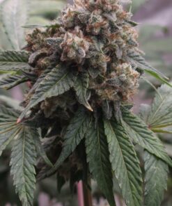 Red Eye Jedi f2 13 seeds free shipping to U.S.