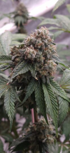 Red Eye Jedi f2 13 seeds free shipping to U.S.